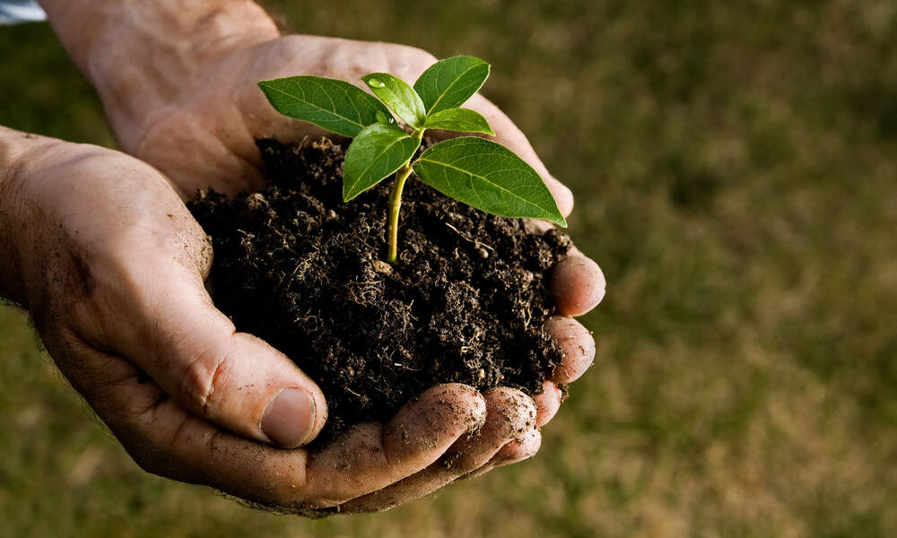 Baum als nachhaltiges Gesdhenk