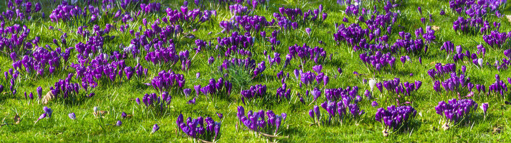 Lila Krokusse blühen