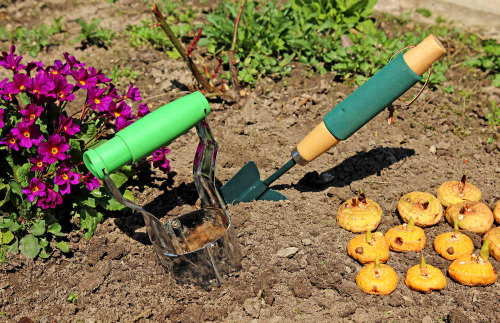 Wie pflanzt man Krokuszwiebeln richtig? 5 Tipps für Gärtner