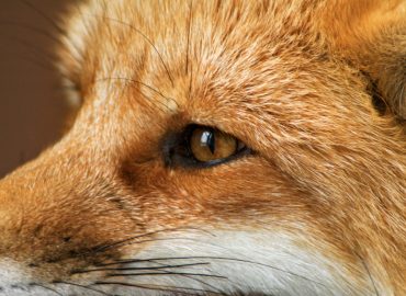 Zeitnot? Verjagen Sie den Detailfuchs mit der 80/20-Regel!