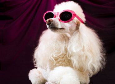 Die teuersten Haustiere der Welt