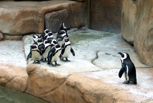 Spielen Pinguine auch gerne Bowling?