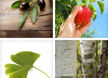 Baum verschenken: Welchen Baum zu welchem Anlass?