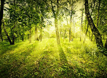 Der grüne Gentleman – Respekt gegenüber der Umwelt