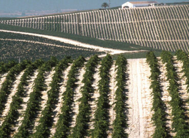 Sherry – die individuellen Weine aus Andalusien